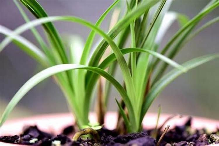 兰草几月份上肥料最好