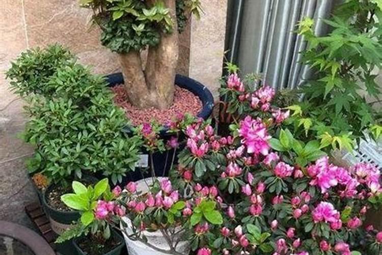 如何给杜鹃施肥