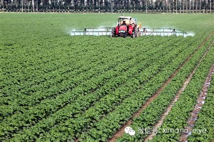 当前棉花叶面施肥怎么样追加