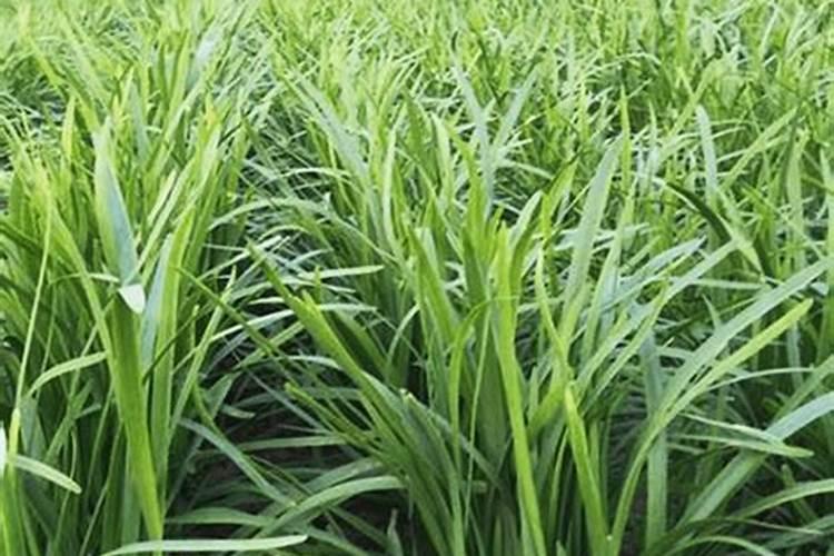 韭菜能不能施磷肥水？