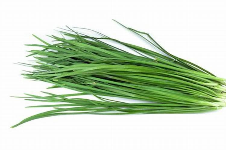 韭菜是如何过冬