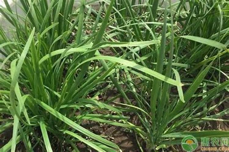 施什么肥韭菜越长越粗