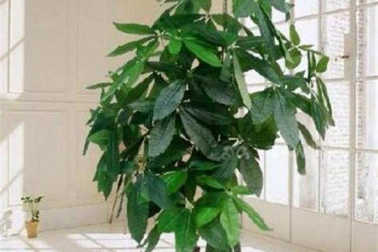 发财树吊兰的根白花花的又多又壮,叶子绿油油,咋养的？