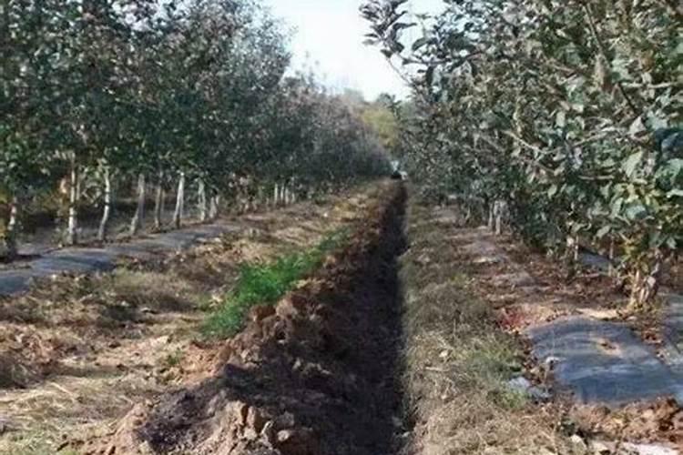 怎样给果园选新型肥料种植基地？