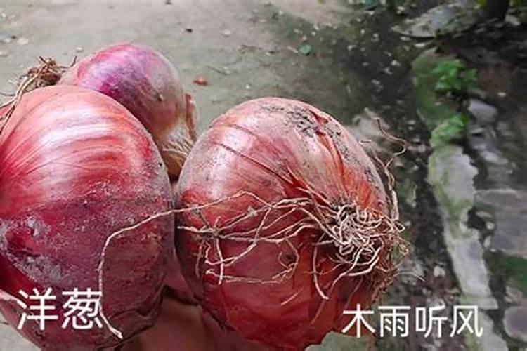 洋葱巧施肥促高产