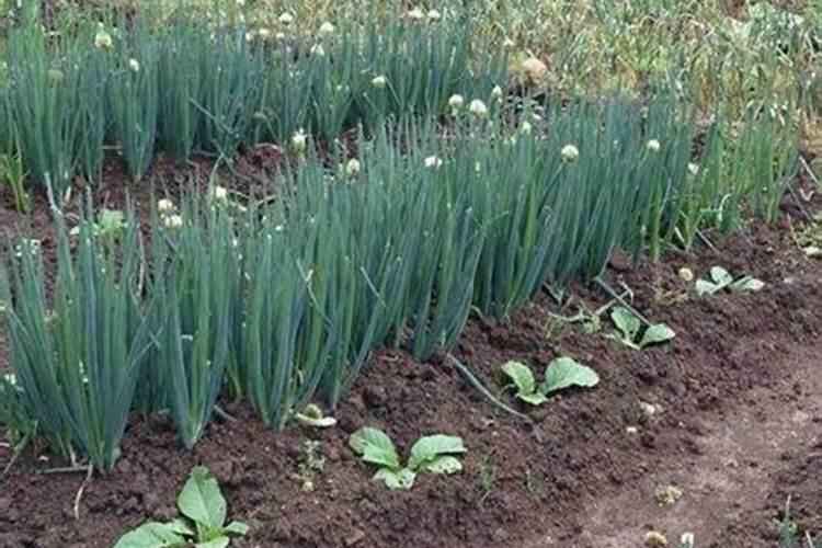 洋葱施什么肥最好