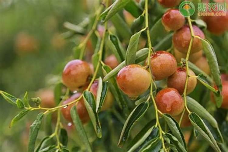 一亩冬枣需要多少高钾肥料种植？