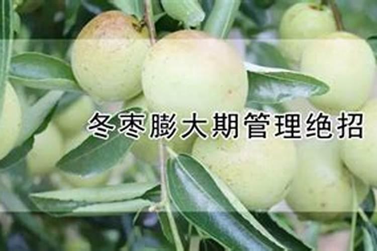 冬枣膨大期如何管理