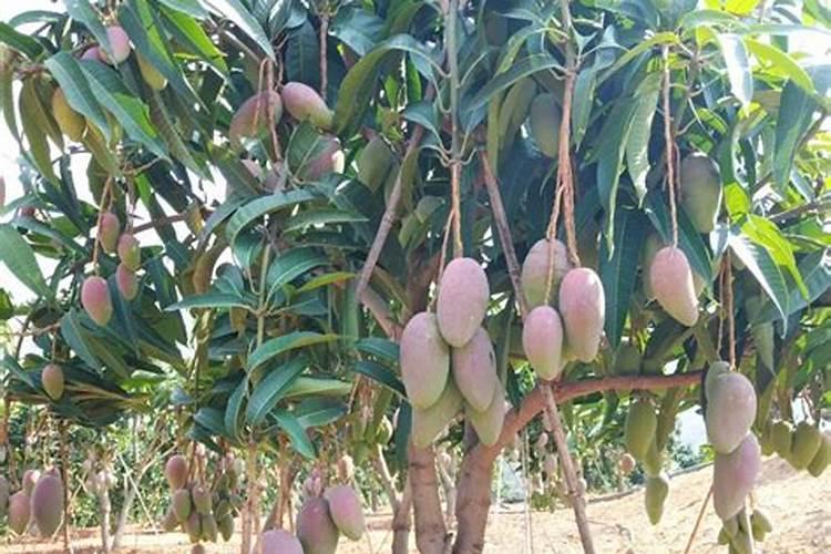 芒果幼树应该怎样去施肥？