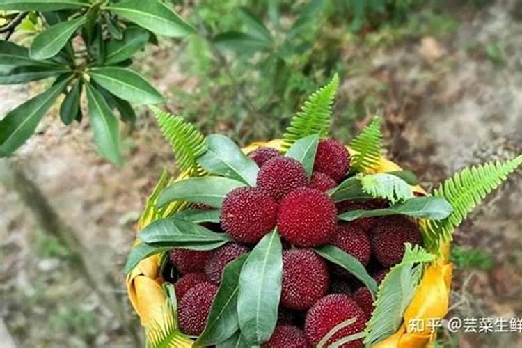 东魁杨梅为什么可以不提供氮素肥料？