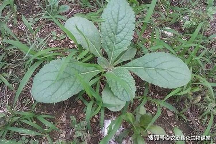 中药材苗期叶面肥用什么好一点？