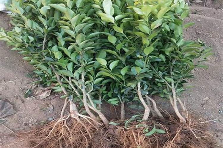 桔树什么肥,长根!