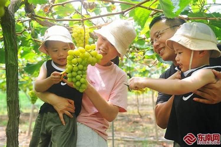 阳光玫瑰采摘前如何增甜呢