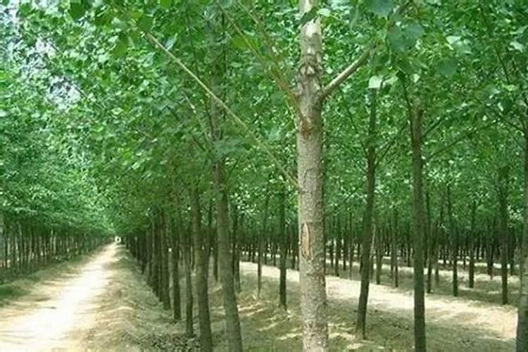 杨树栽后等二年怎么管理