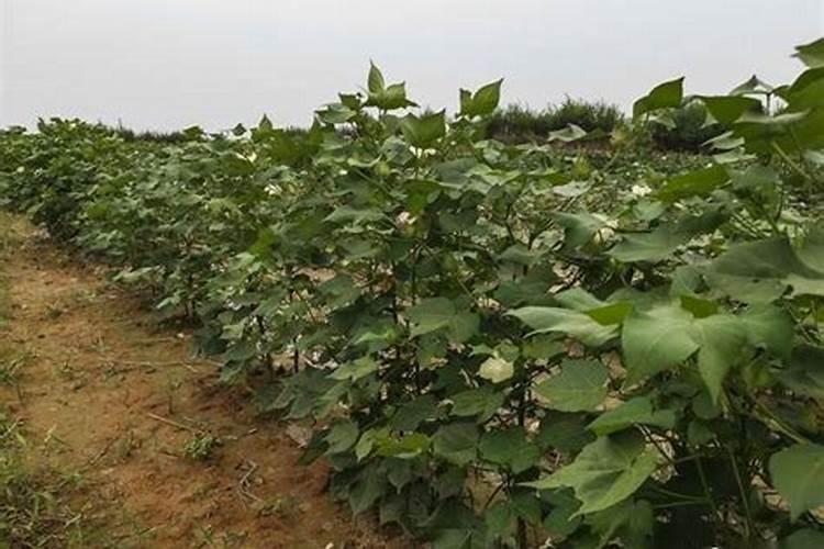 棉花磷肥多久可以吸收干净？