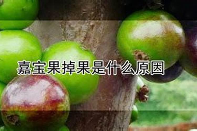 嘉宝果掉果是什么原因