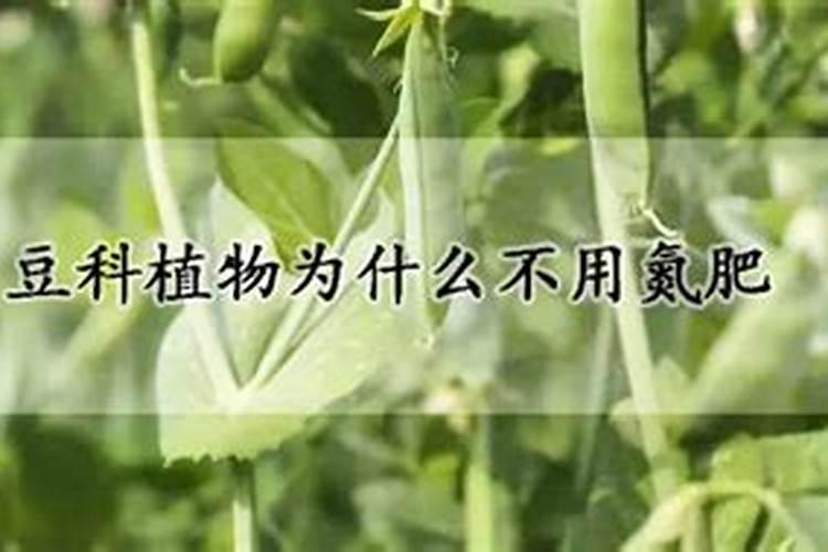 豆科植物为什么不用氮肥