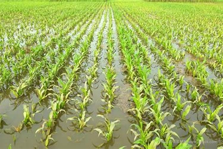 玉米被水淹黄怎么办玉米叶面肥有哪些好