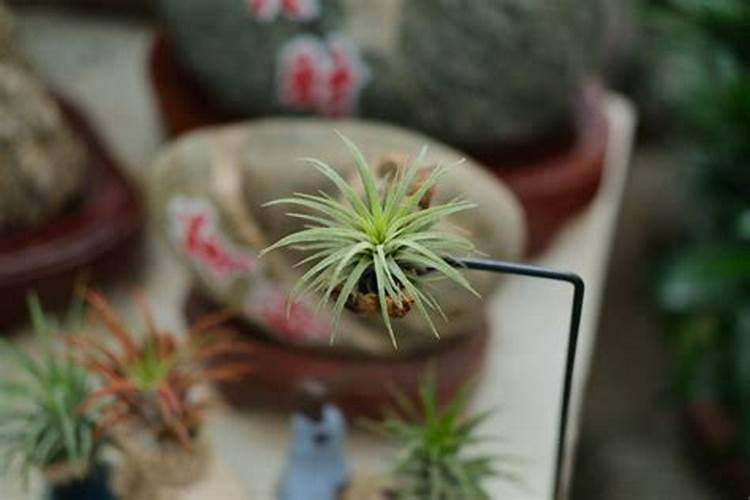 空气凤梨怎么施肥