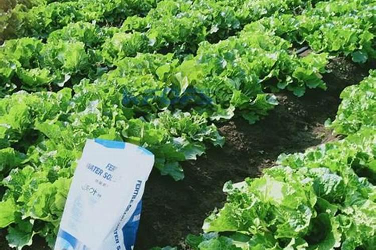 白菜后期冲施什么样水溶肥最好？