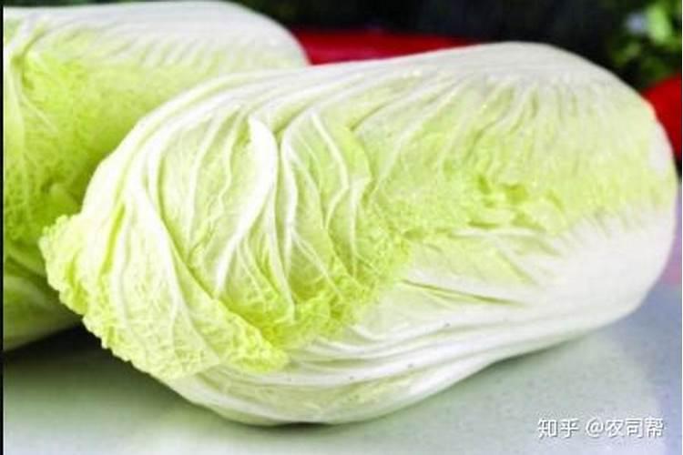 白菜到了包心期,很多人不重视这几点,包心再好也不能吃,可惜了百度知 ...