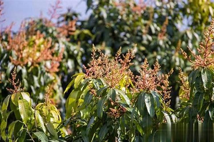 芒果开花期的管理技术