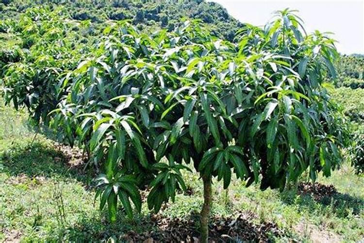 ...结果期种植管理如何做？芒果开花坐果期用什么肥料好