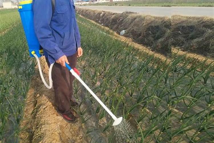 水溶肥多少时间浇一次水合适？