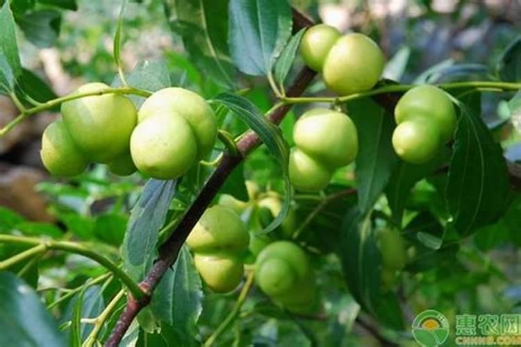 青枣高产施肥技巧 青枣应该怎么施肥