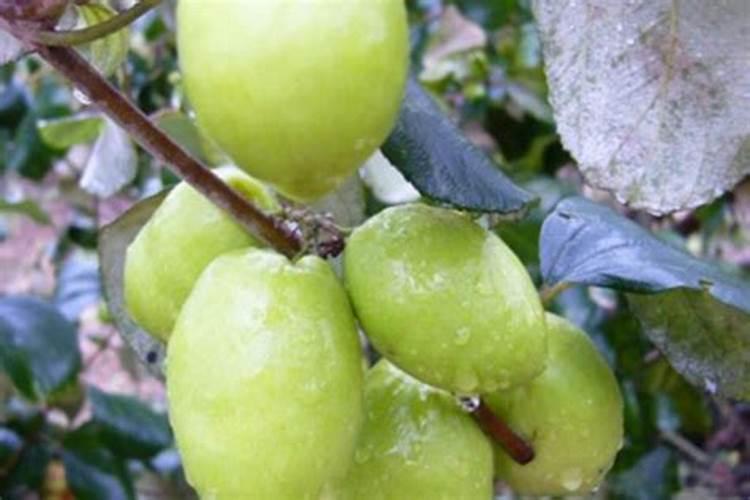 大青枣天天不黄,要施什么肥料