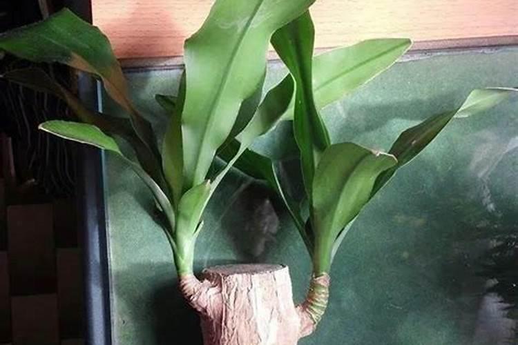 巴西木土培怎么养