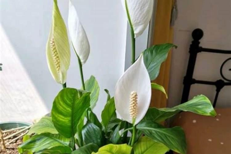 一帆风顺花怎么养旺盛,养殖一帆风顺的技巧有哪些