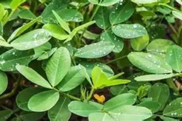 花生追肥用氮.磷钾复合肥还是用硫酸钾复合肥好