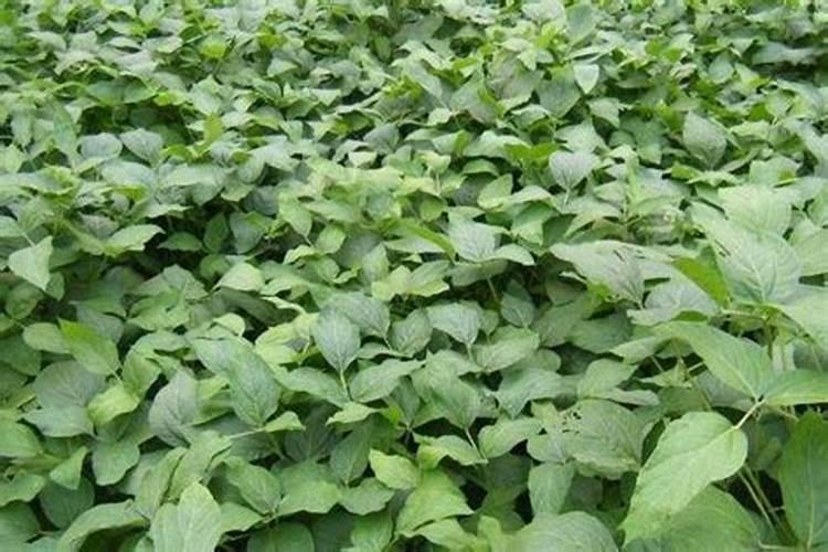 大豆控旺严重了有什么办法绶解