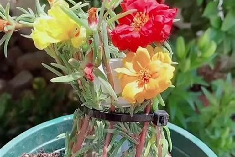 太阳花什么时候浇氮肥合适呢？