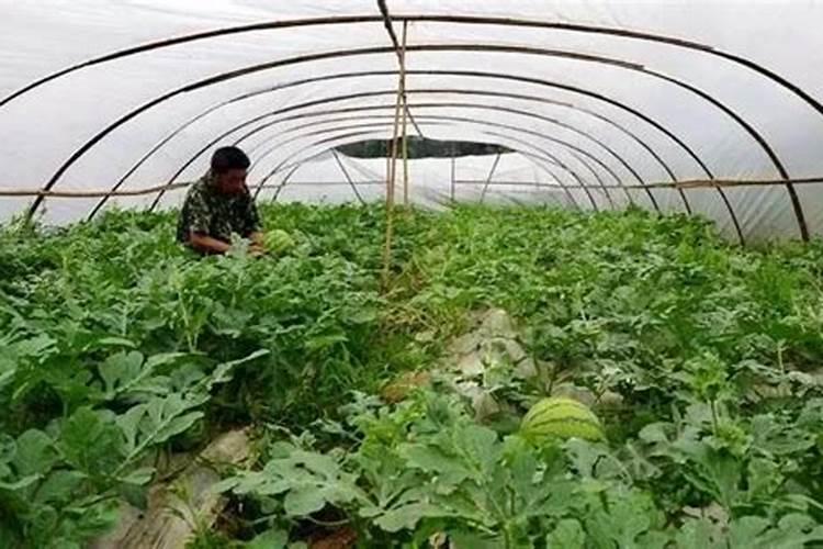 大棚西瓜授粉期间能打药吗