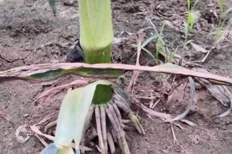 磷肥怎么达到生根的效果呢？