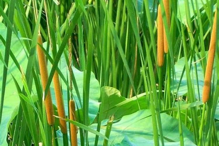 蒲草的养殖方法 蒲草如何养殖