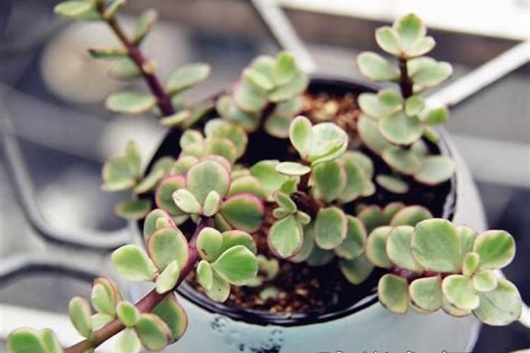 雅乐之舞施什么肥料最好？