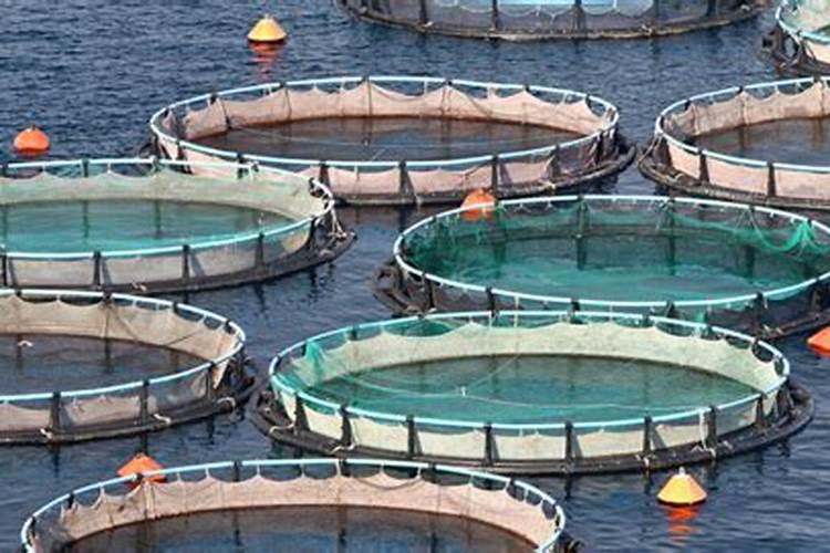 想要提高水产的产量和质量,水产养殖户该选择什么样的磷肥呢？