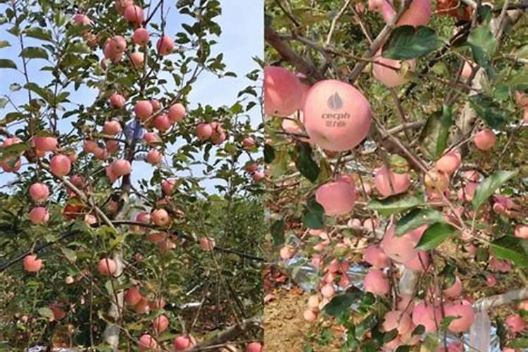 苹果小上什么肥能快速长