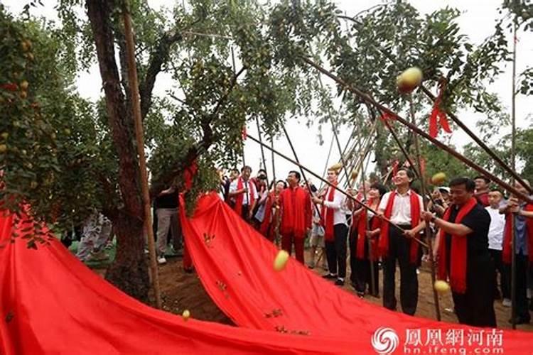 红枣树如何防冻？