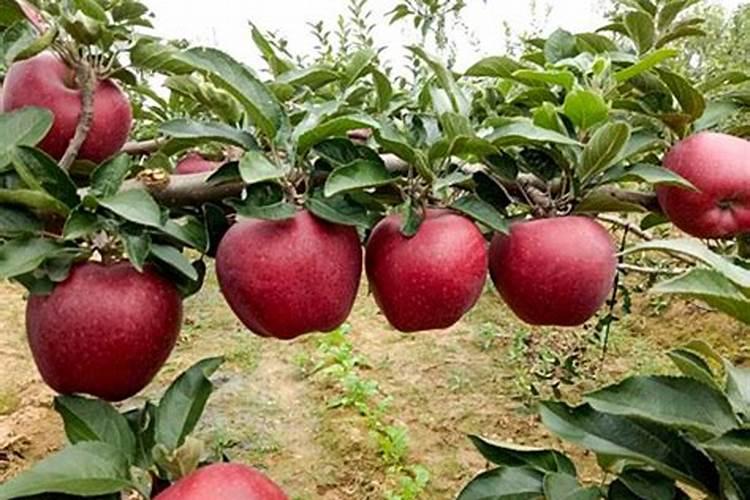 苹果树补钙的叶面肥有哪些苹果树叶面肥一年喷几次都喷什么肥