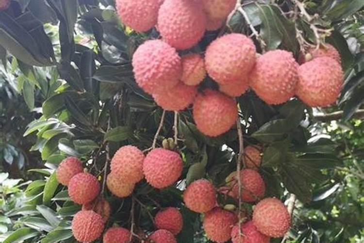 刚种荔枝苗种下多久可以施肥