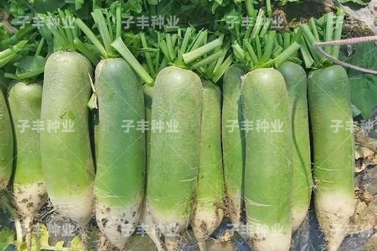 罗卜施什么肥甜