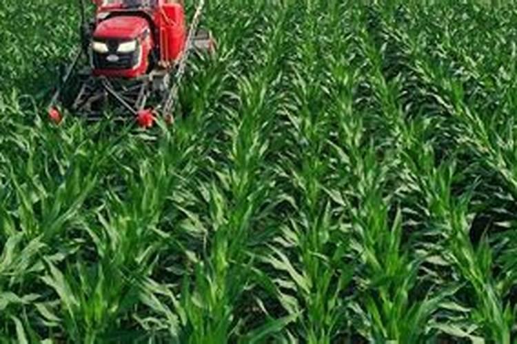 玉米授粉后能不能打磷酸二氢钾叶面肥加尿素