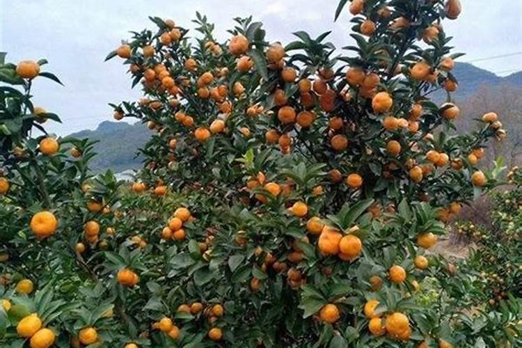 橘子黄腐酸钾怎么用效果好？