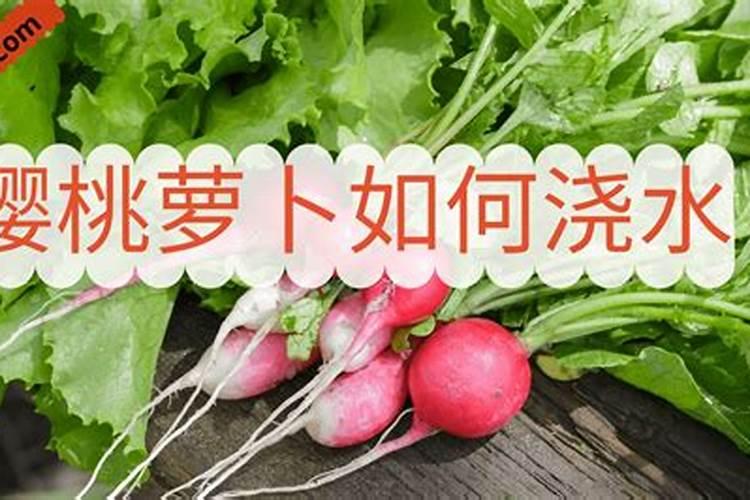 樱桃萝卜除了浇水还有什么