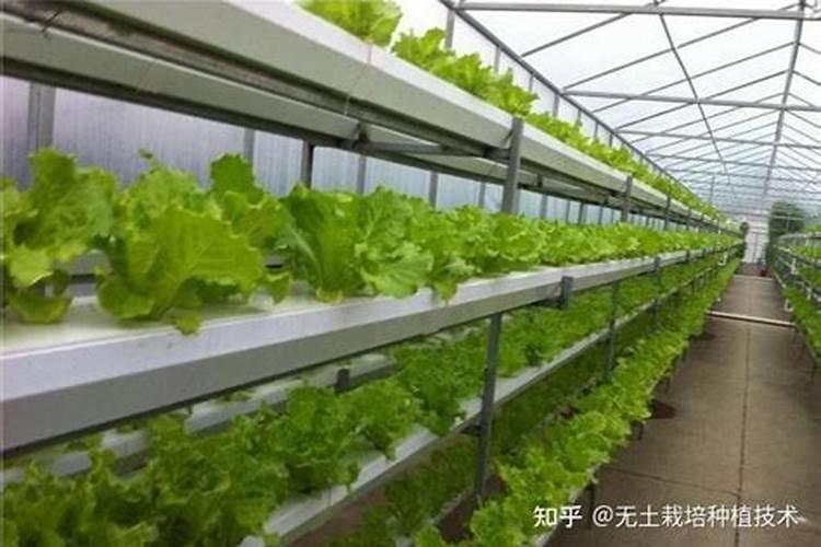 无土栽培水培生菜,夏天可以种水培生菜吗？