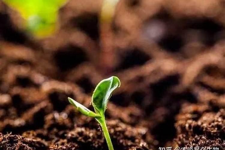 黄腐酸钾过量会产生肥害吗为什么？